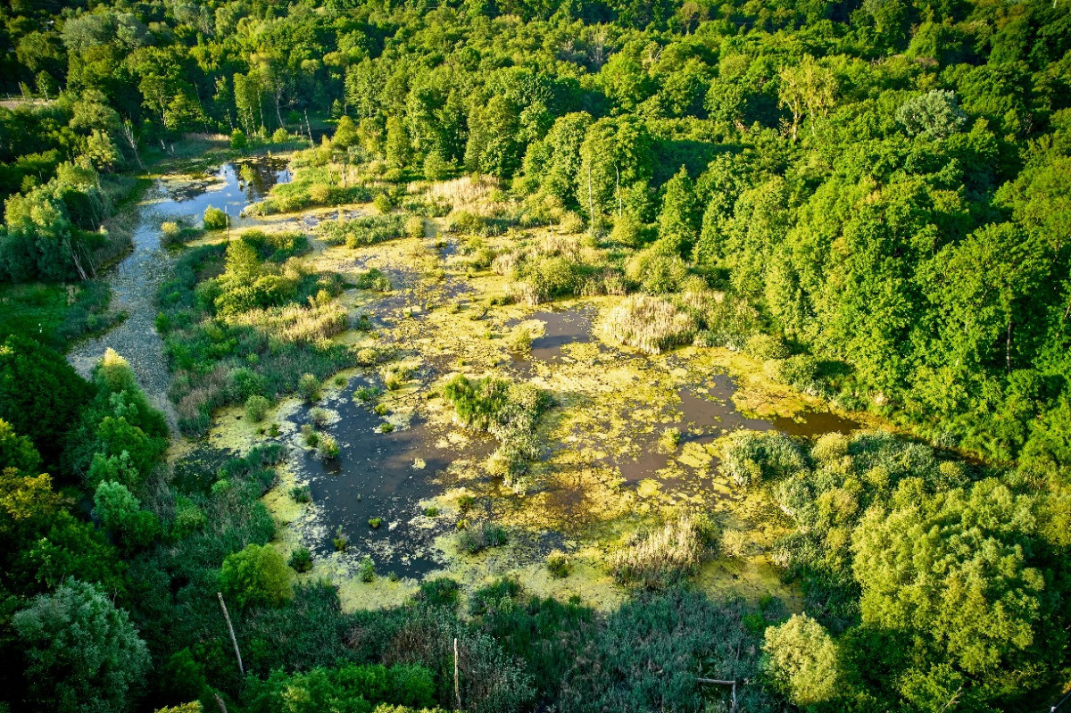 Wetland Remediation